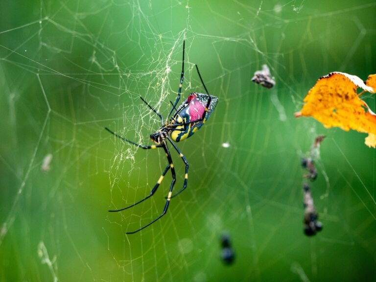 Closeup shot of a Joro spider with pink back in a Japanese forest park