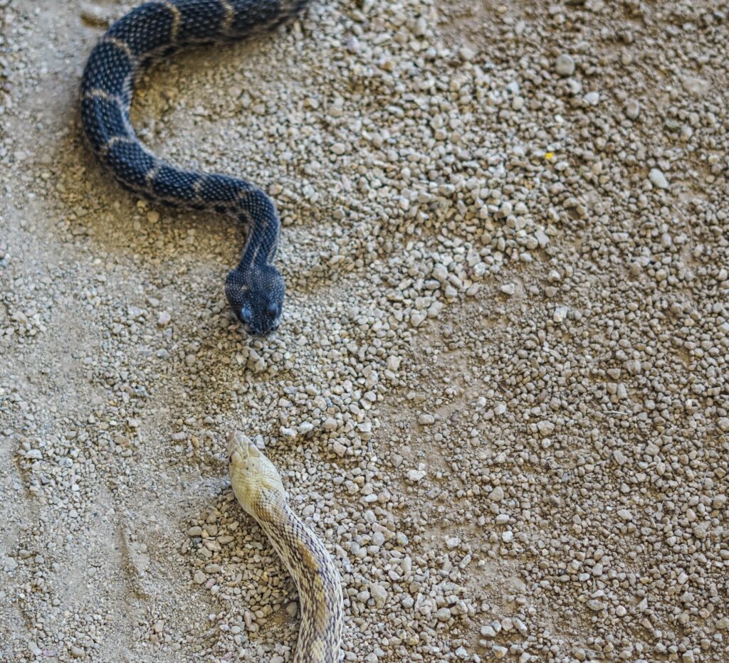 A black snake and a tan snake meeting face to face