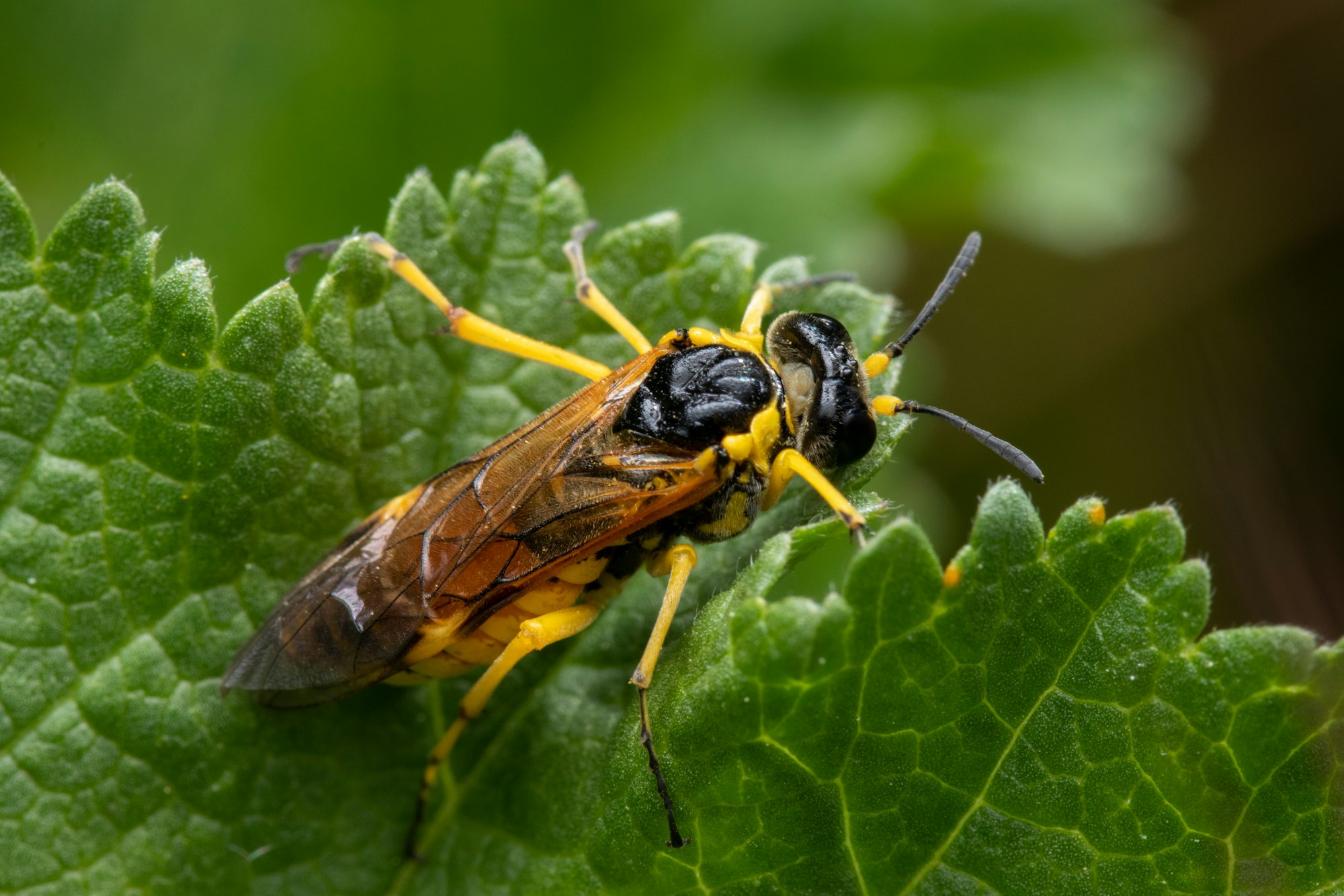 Closeup of a yellowjacket wasp on green leaves in a garden