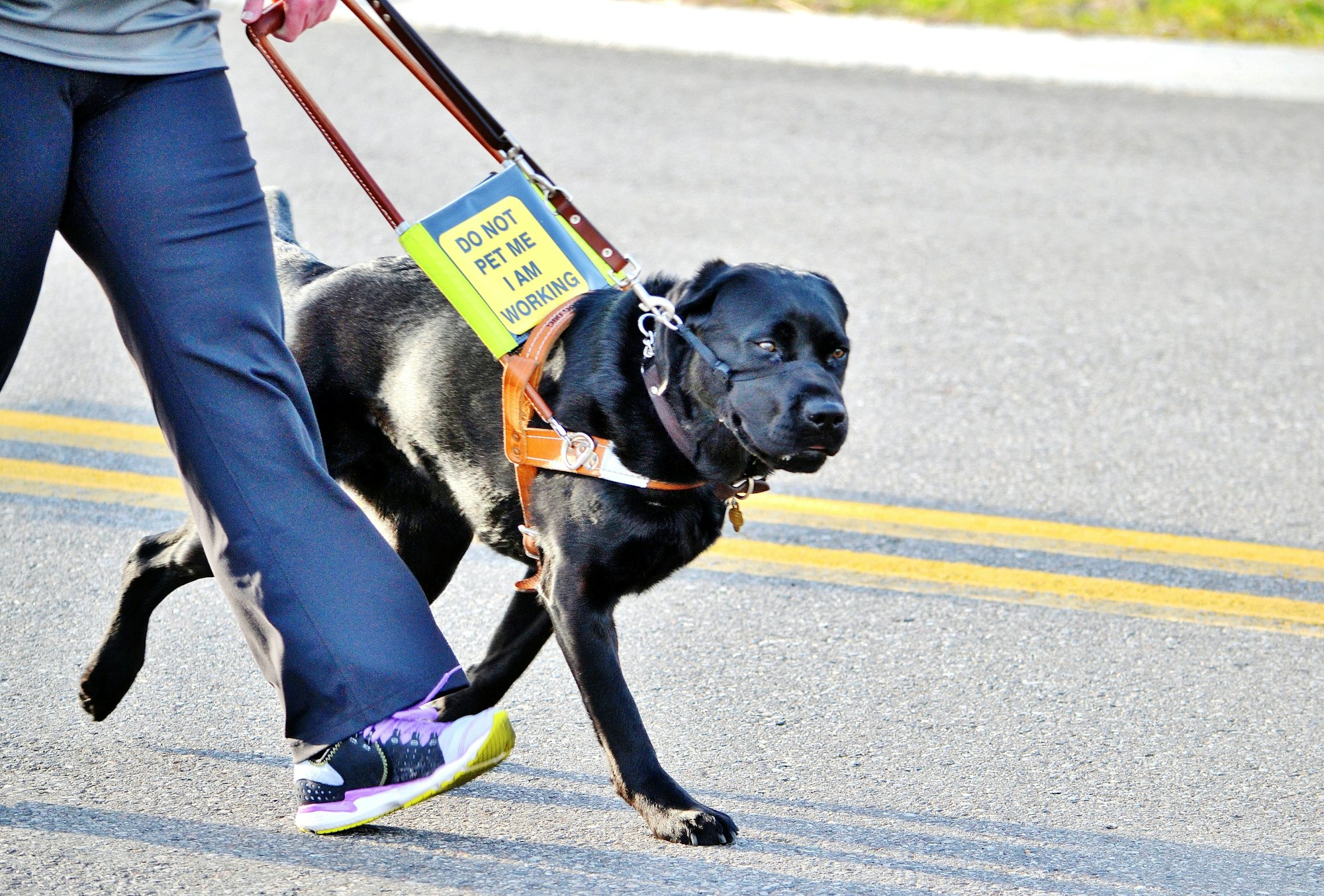 Service dog in a 5k run